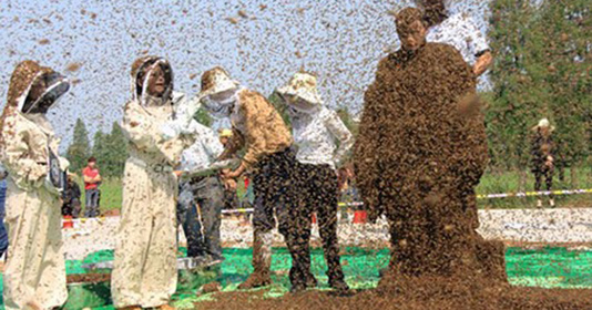 Lập kỷ lục khi cho hơn 637.000 con ong đậu trên người